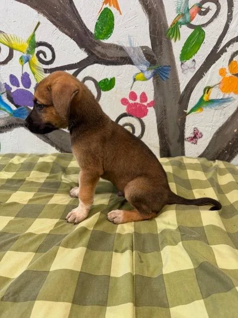 A baby medium-sized male Mixed Breed dog named Rex for adoption in Brookhaven, MS