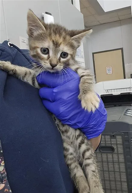 A baby medium-sized female Domestic Short Hair cat named Heidi for adoption in Dallas, TX