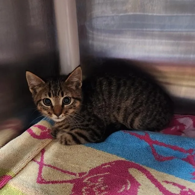 A young medium-sized female Domestic Short Hair cat named Atlas for adoption in Huntsville, AL