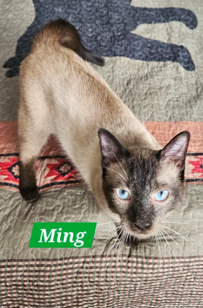 A baby medium-sized male Domestic Short Hair cat named Ming for adoption in Manchester, TN