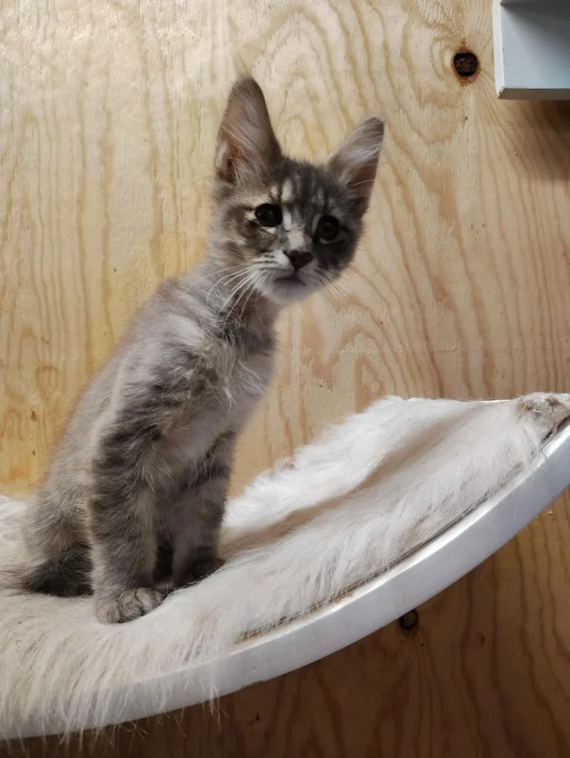 A baby medium-sized male Gray & White Domestic Medium Hair cat named Pebble for adoption in Oakville, WA