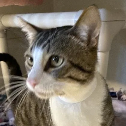 An adult medium-sized male Tabby (Brown / Chocolate) Domestic Short Hair cat named Roger for adoption in Lansing, MI