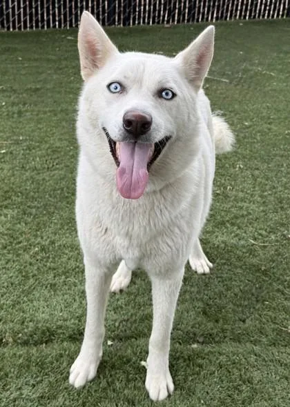 A young medium-sized female Siberian Husky dog named Marble for adoption in Red Bluff, CA