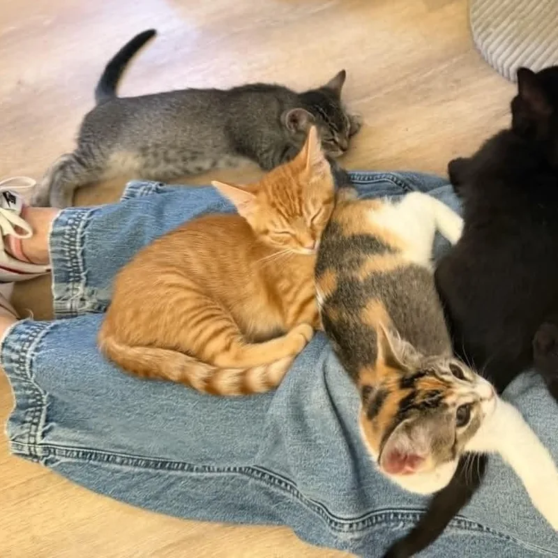 A baby small-sized female Tabby (Orange / Red) Domestic Short Hair cat named Buttercup for adoption in Antioch, CA