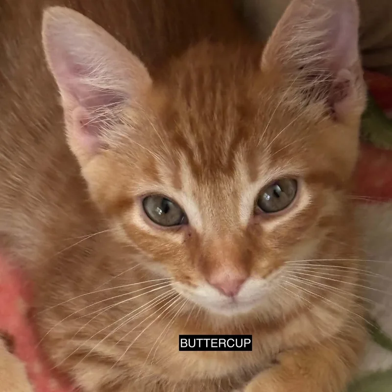 Buttercup thumbnail 2