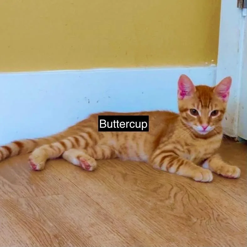 Buttercup thumbnail 3