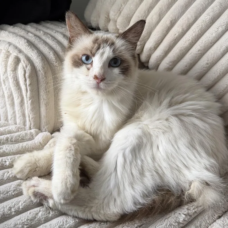 A young medium-sized female Siamese cat named Esme for adoption in Chattanooga, TN
