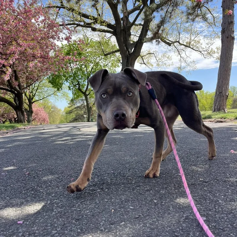 A young medium-sized female Brown / Chocolate Pit Bull Terrier dog named Nala for adoption in Bloomfield, NJ
