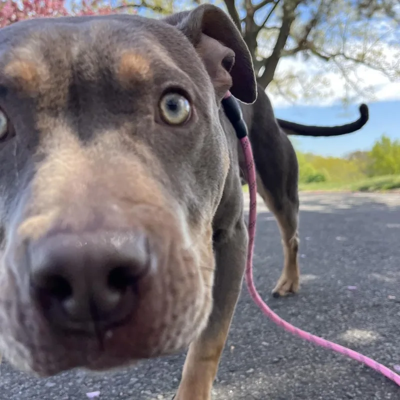 Nala thumbnail 4