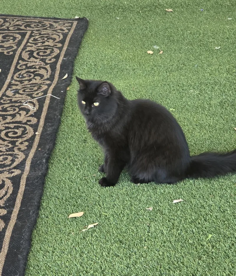 Bagheera thumbnail 2