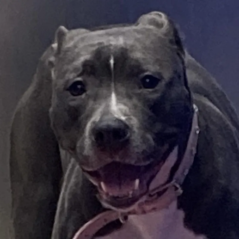 Ms Muppet thumbnail 2