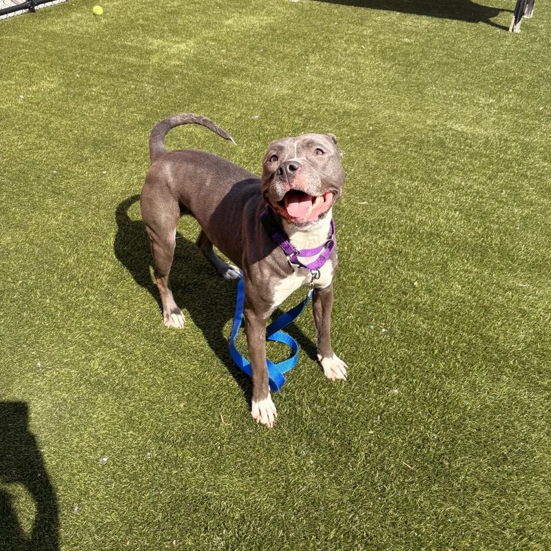 Ms Muppet thumbnail 3