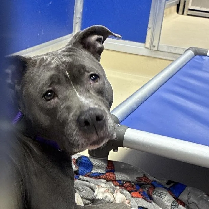 Ms Muppet thumbnail 4