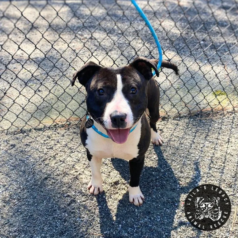 A young medium-sized male White / Cream Mixed Breed dog named Scout for adoption in Washington, DC