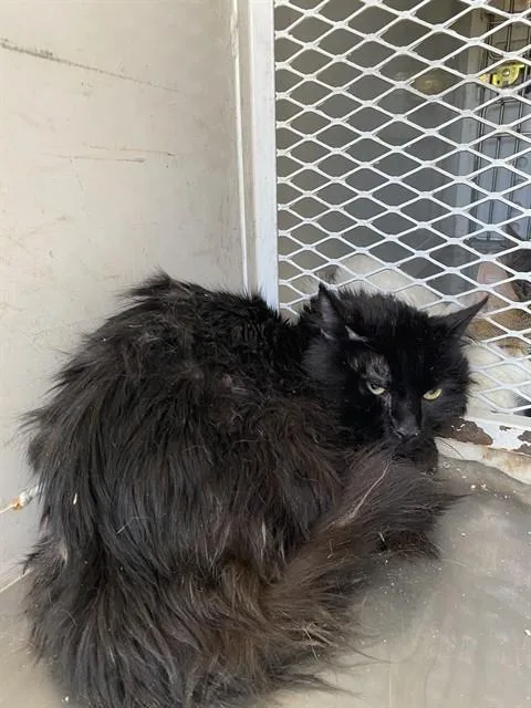 A young medium-sized male Domestic Long Hair cat named Drew for adoption in Bakersfield, CA