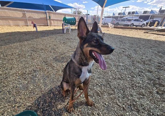 A young medium-sized male German Shepherd Dog dog named Tyson for adoption in Albuquerque, NM