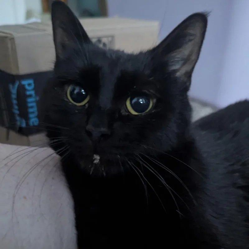 An adult medium-sized female Black Domestic Short Hair cat named Geranium for adoption in Omaha, NE