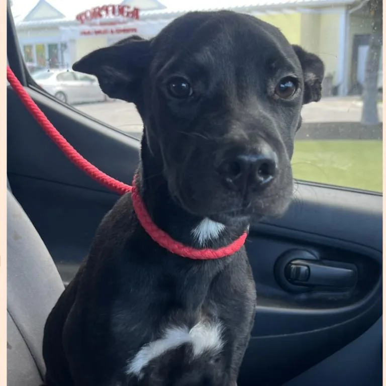 A young medium-sized male Black Labrador Retriever dog named Meatball for adoption in Tampa, FL