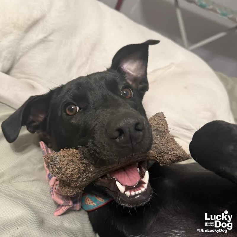A young medium-sized female Labrador Retriever dog named Milee for adoption in Washington, DC
