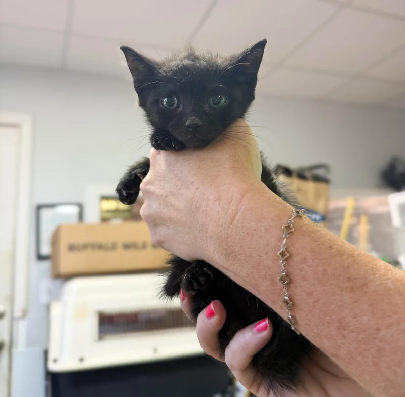 A baby medium-sized male Black Domestic Short Hair cat named Jeff Gordon for adoption in Columbia, SC
