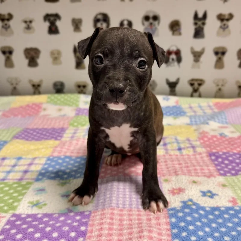 A baby medium-sized female Brown / Chocolate Pit Bull Terrier dog named Cashmere for adoption in Durham, NC
