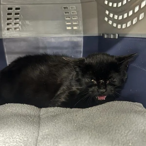 A young small-sized female Black Domestic Short Hair cat named Flan for adoption in Salt Lake City, UT
