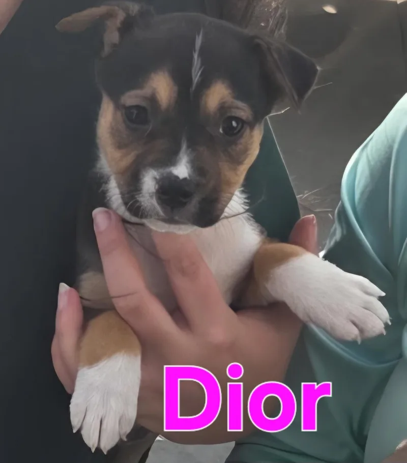 Dior thumbnail 5