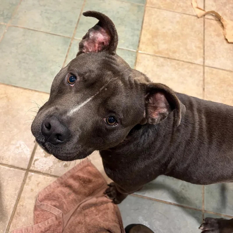 An adult medium-sized male Gray / Blue / Silver Mixed Breed dog named Kingston for adoption in Chattanooga, TN
