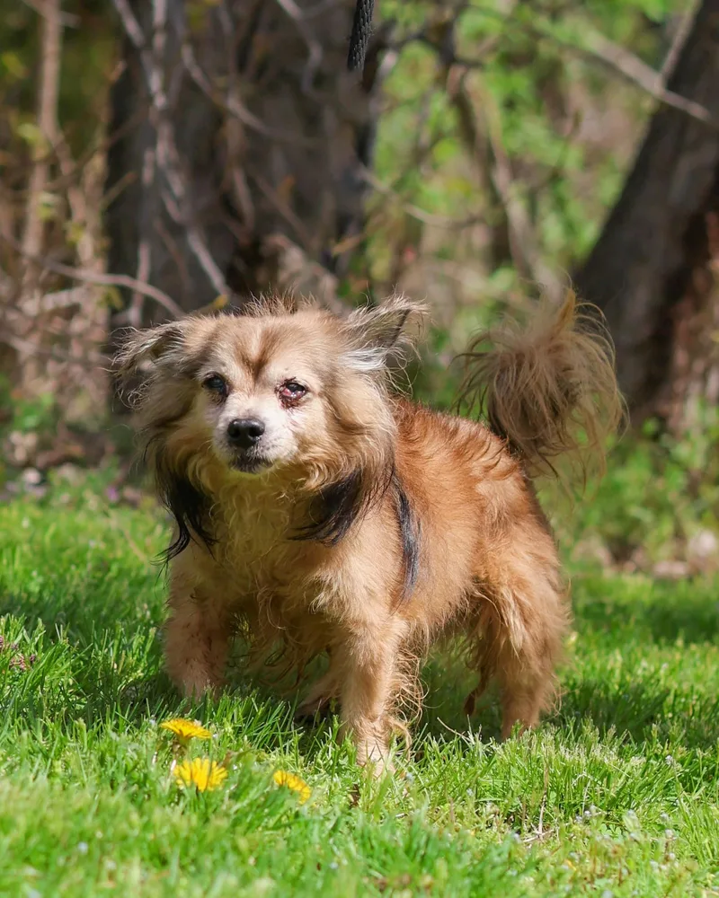 A senior small-sized male Brown / Chocolate Pomeranian dog named Hubie for adoption in Bridgeport, CT