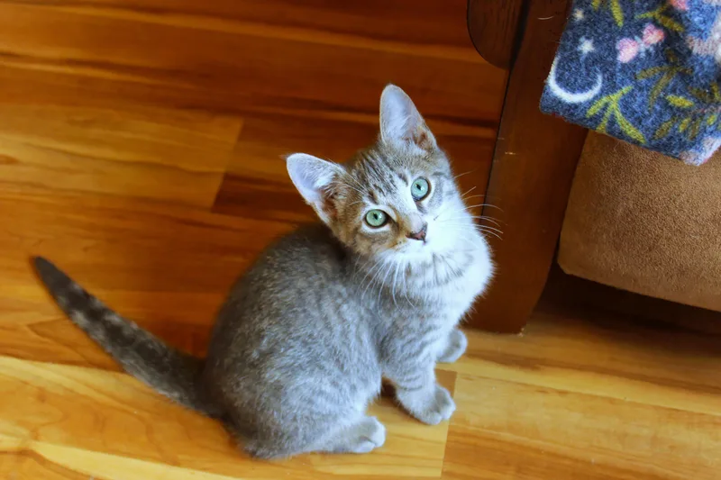 A baby medium-sized female Tabby (Gray / Blue / Silver) Domestic Short Hair cat named Misty for adoption in Urbana, OH