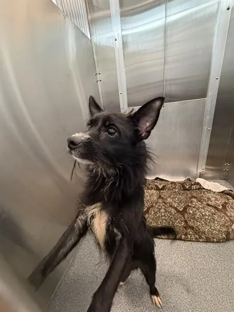 An adult small-sized male Mixed Breed dog named Shadow for adoption in Dallas, TX