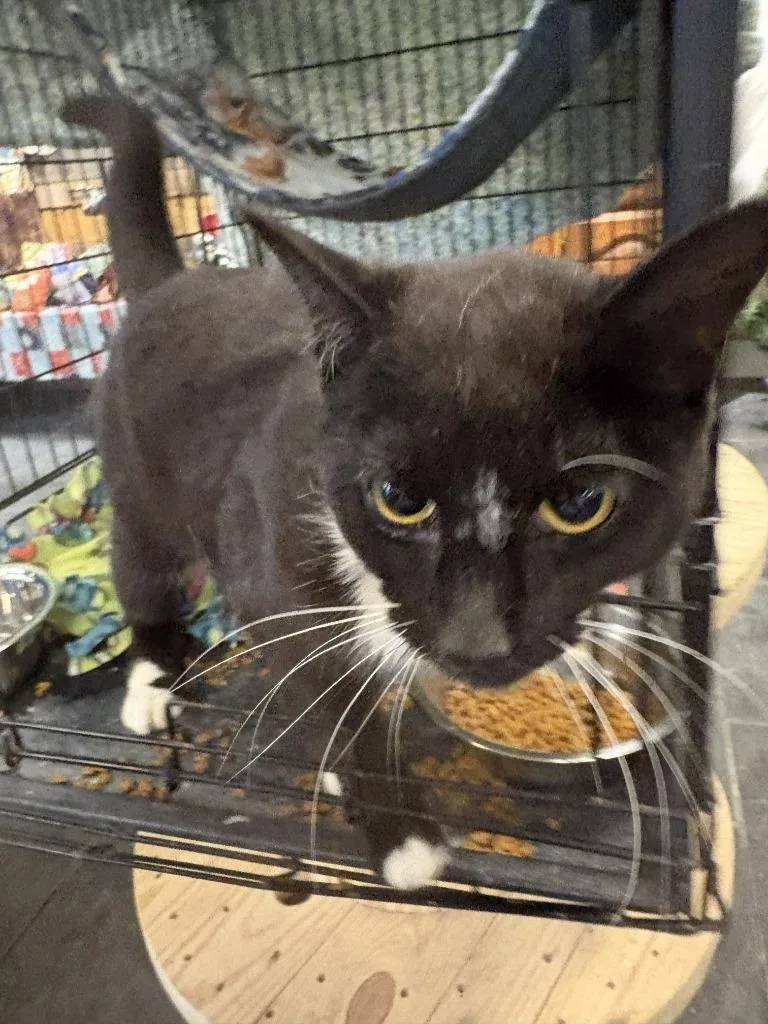 A young medium-sized male Domestic Short Hair cat named Benny for adoption in St. Cloud, MN