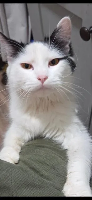 Leia