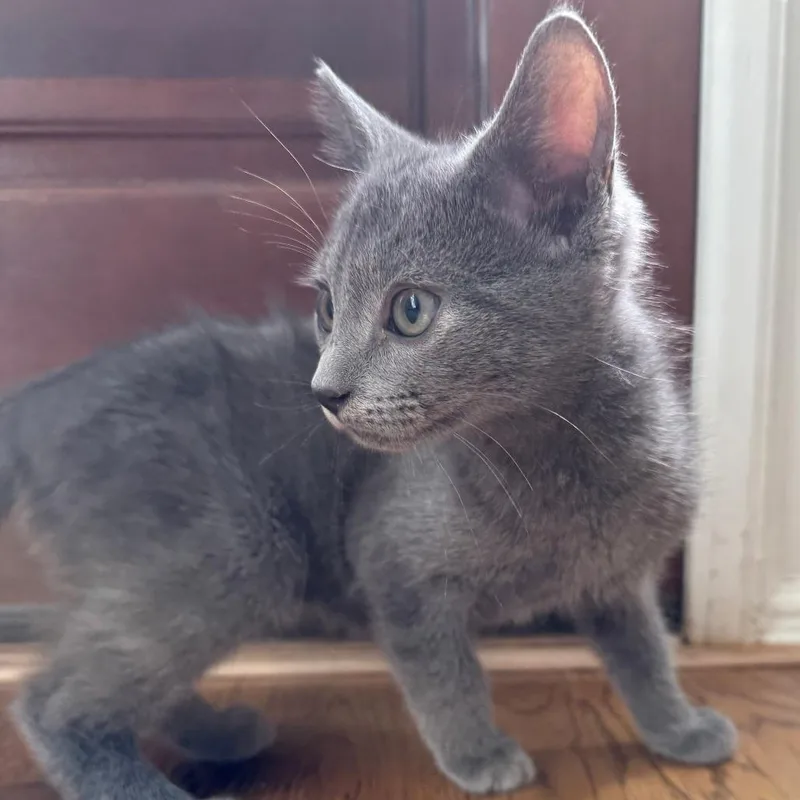 A baby small-sized male Domestic Short Hair cat named Bill for adoption in Cumming, GA