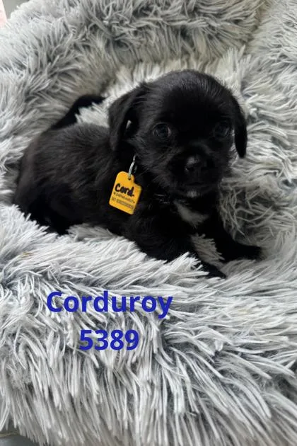Corduroy