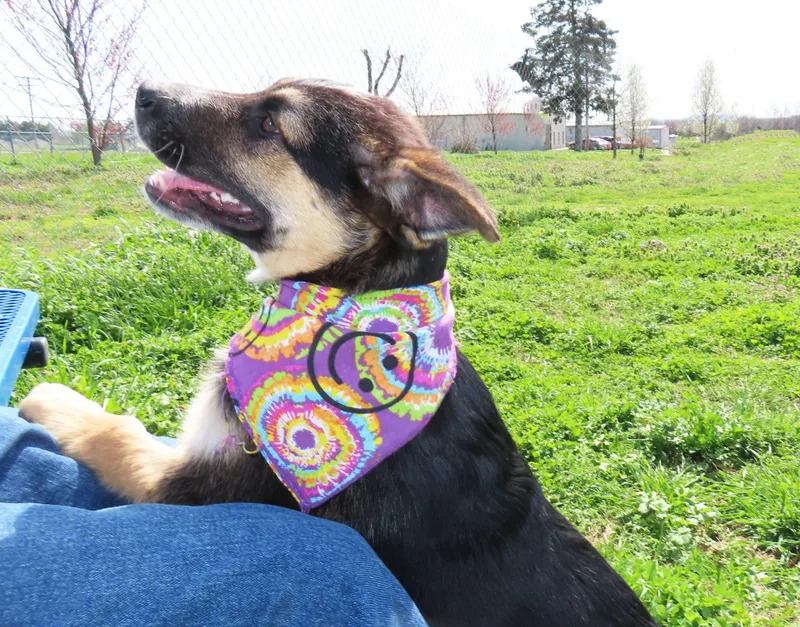 Hansel   Ca thumbnail 2