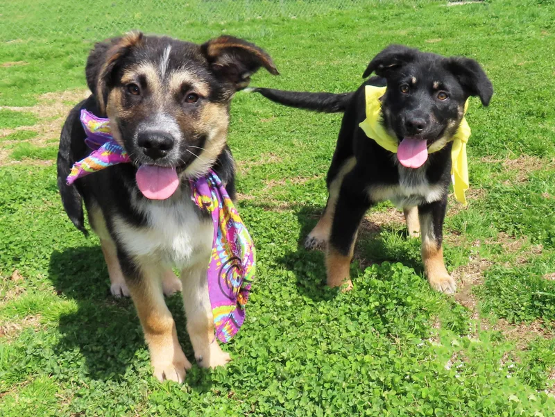 Hansel   Ca thumbnail 3