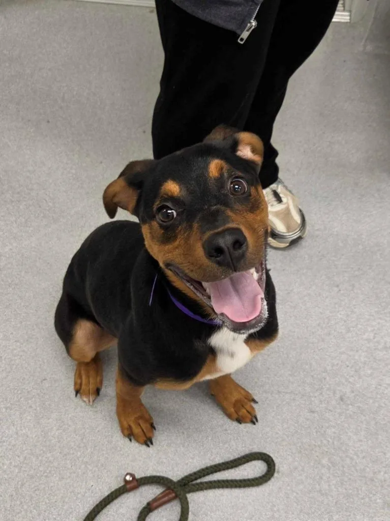 A baby large-sized male Hound dog named Kombucha for adoption in Chillicothe, OH