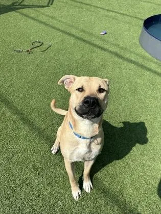 A young large-sized male American Staffordshire Terrier dog named Lobo for adoption in Seattle, WA