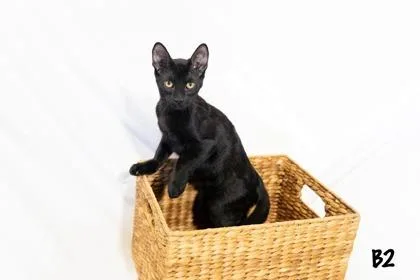 A baby small-sized male Domestic Short Hair cat named B for adoption in Fort Worth, TX