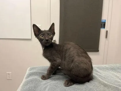 A baby small-sized male Gray / Blue / Silver Domestic Short Hair cat named The First Avenger for adoption in Kansas City, MO