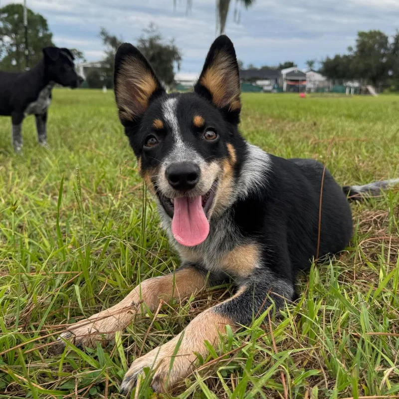 A baby medium-sized female Australian Cattle Dog / Blue Heeler dog named Trixie for adoption in Myakka City, FL