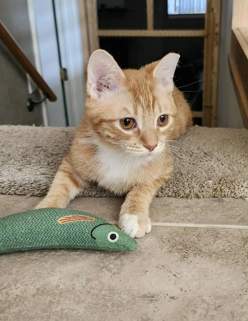 Zz__peaches__courtesy