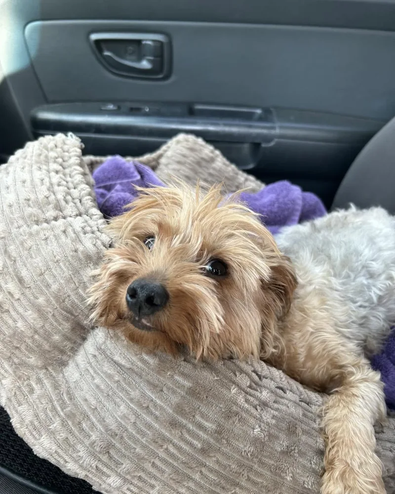 A young small-sized female Apricot / Beige Yorkshire Terrier dog named Maggie for adoption in Winsted, CT