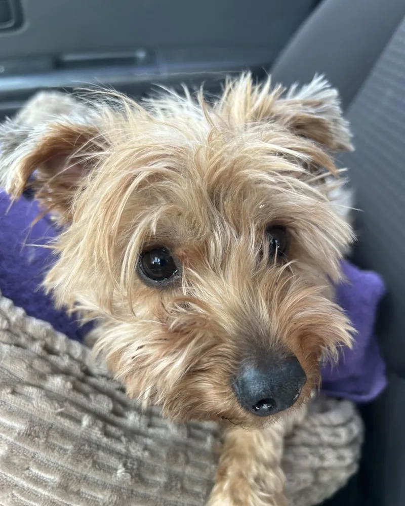 Maggie thumbnail 3