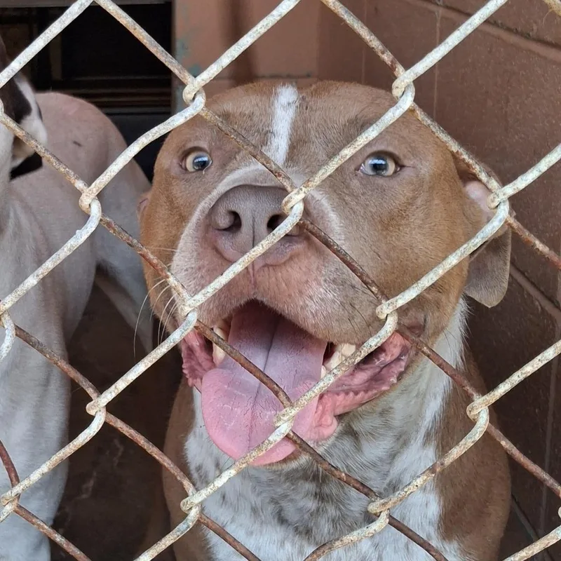 A young medium-sized male Pit Bull Terrier dog named Goliath for adoption in Gautier, MS