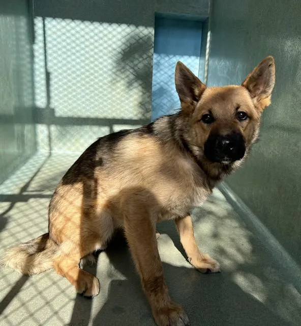 A young medium-sized male German Shepherd Dog dog named Yote' for adoption in Agoura, CA