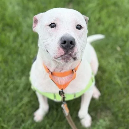 An adult large-sized male Mixed Breed dog named Rocky for adoption in Janesville, WI