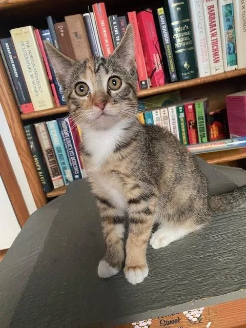 A baby small-sized female Domestic Short Hair cat named Tiger Lily for adoption in Bellingham, WA