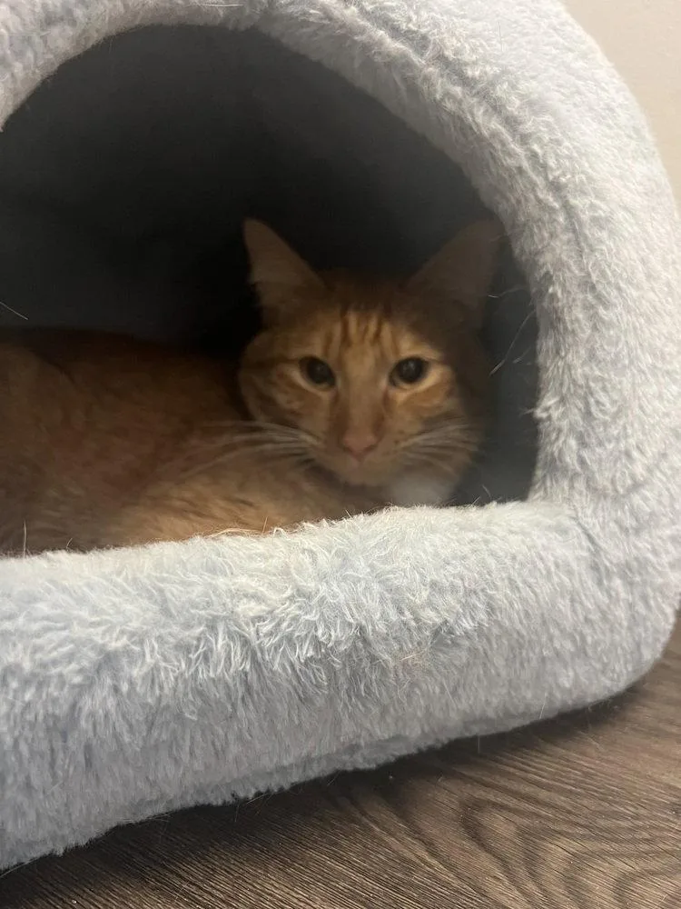 An adult medium-sized male Orange & White Domestic Short Hair cat named Mango for adoption in O'Fallon, MO